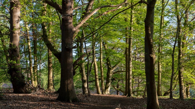 The woodland in spring at Sutton Hoo, Suffolk